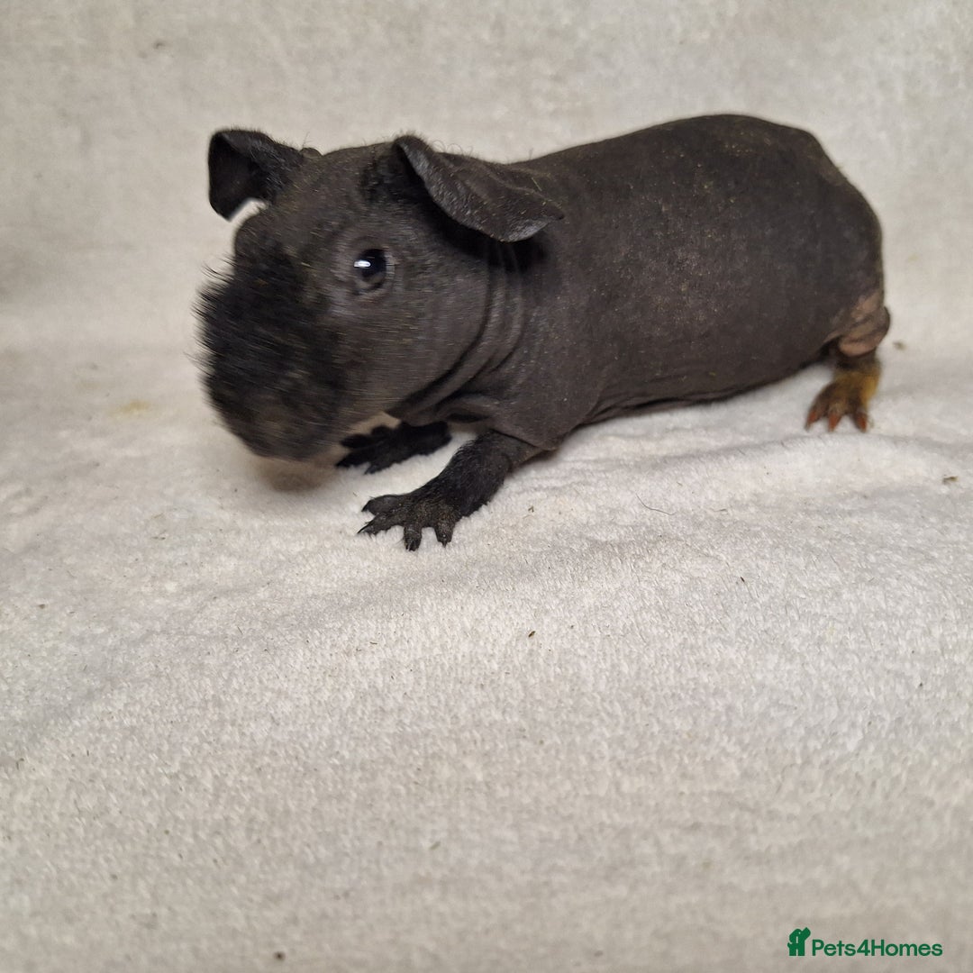 Guinea Pig rodents for sale: Skinny pig boys - Image 12