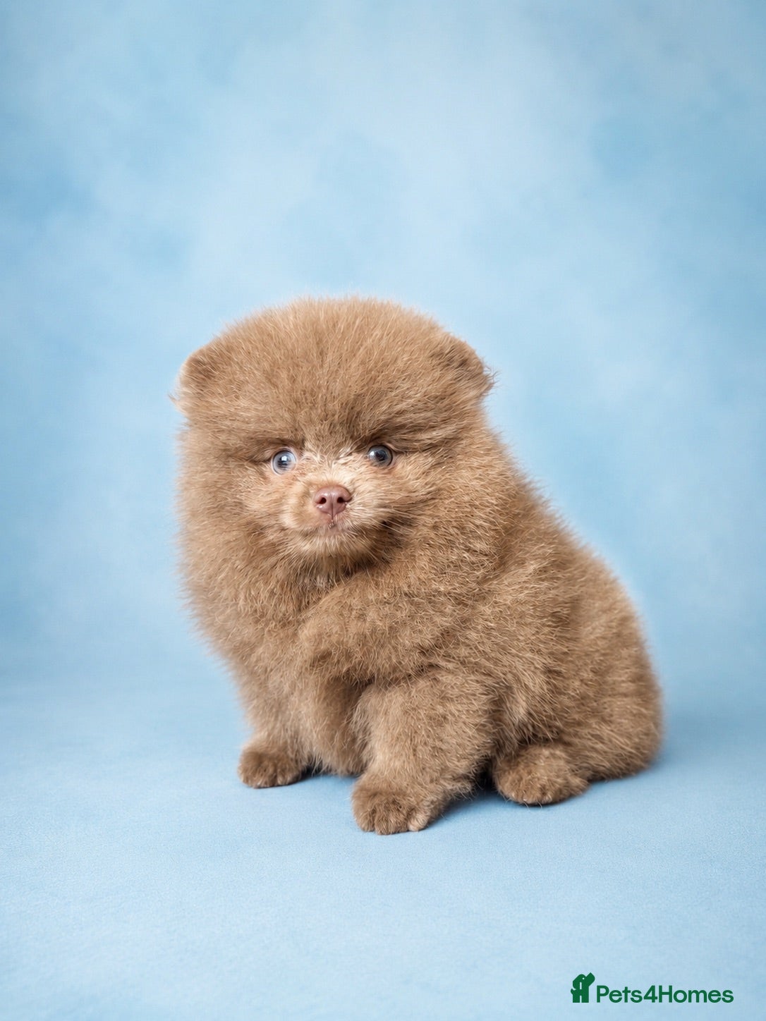 Pomeranian dogs ✨Teddy Bear Pom Puppies Ready to Melt Hearts✨ - Advert 2