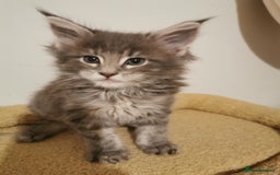 Maine Coon cats for sale: Full pedigree Maine Coon kittens for sale  - Advert 21