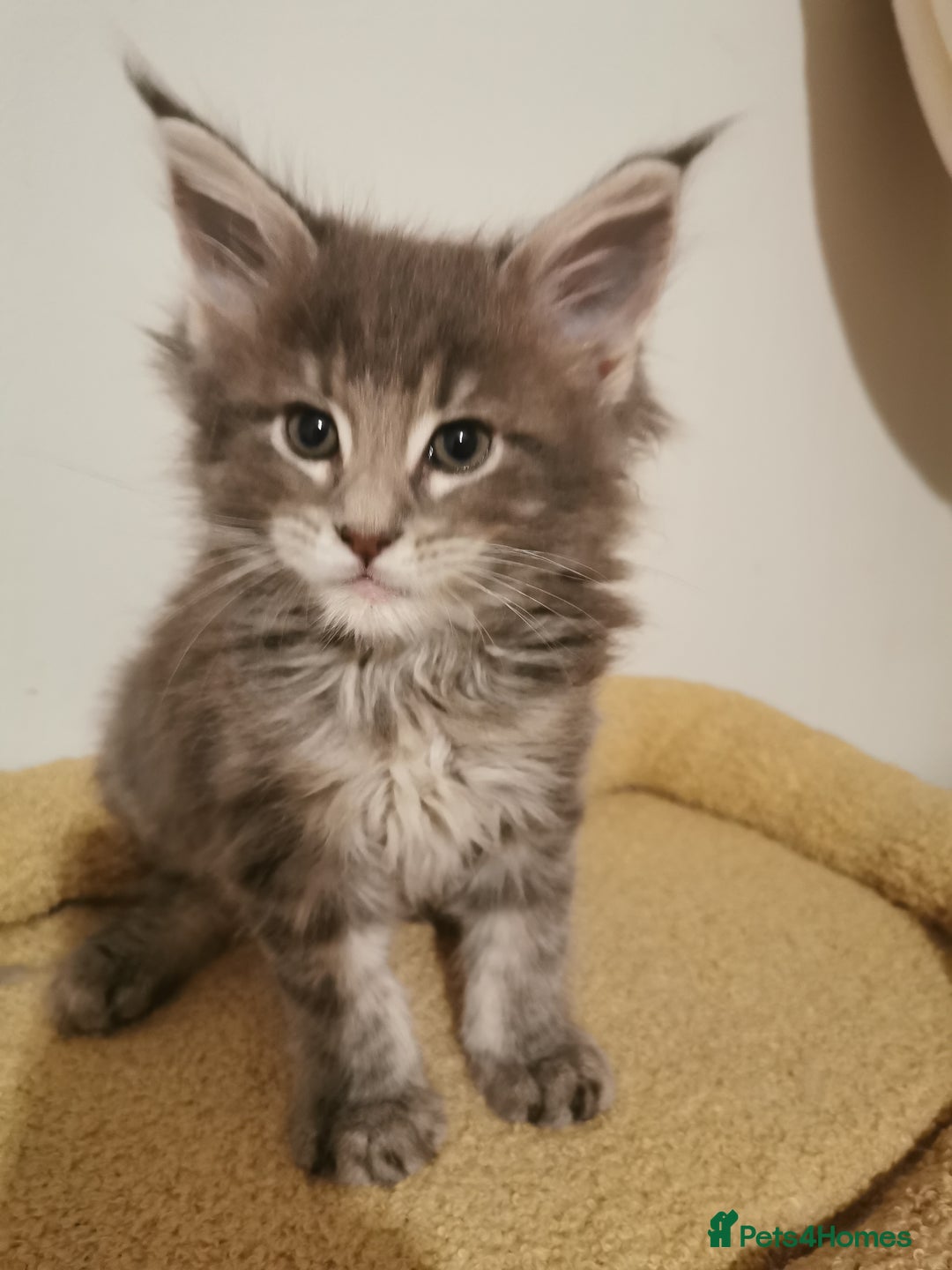 Maine Coon cats for sale: Full pedigree Maine Coon kittens for sale  - Advert 21