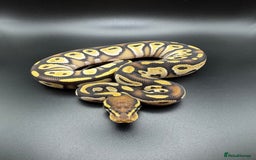 Python Snake reptiles for sale: Male Yellow Belly Mojave het Hypo Ball Python - Advert 2