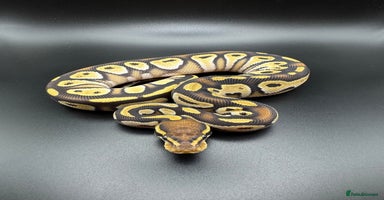 Python Snake reptiles Male Yellow Belly Mojave het Hypo Ball Python - Advert 9