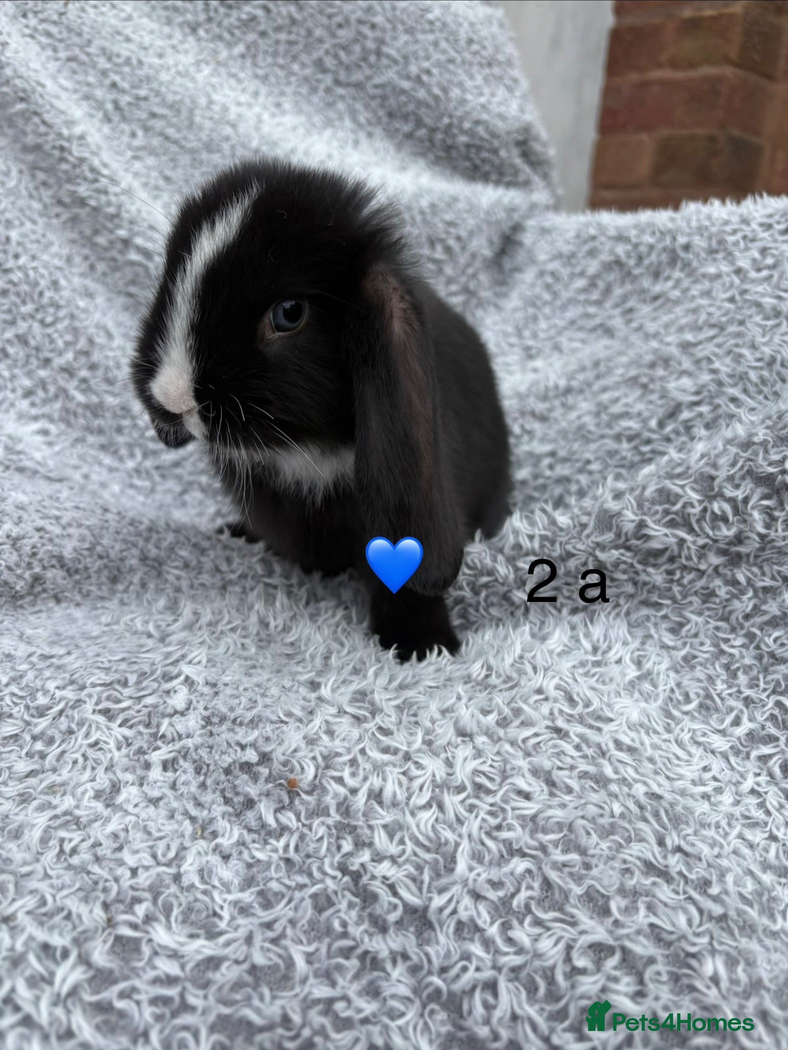 Mini Lop rabbits 2 bunnies available to reserve - Advert 20