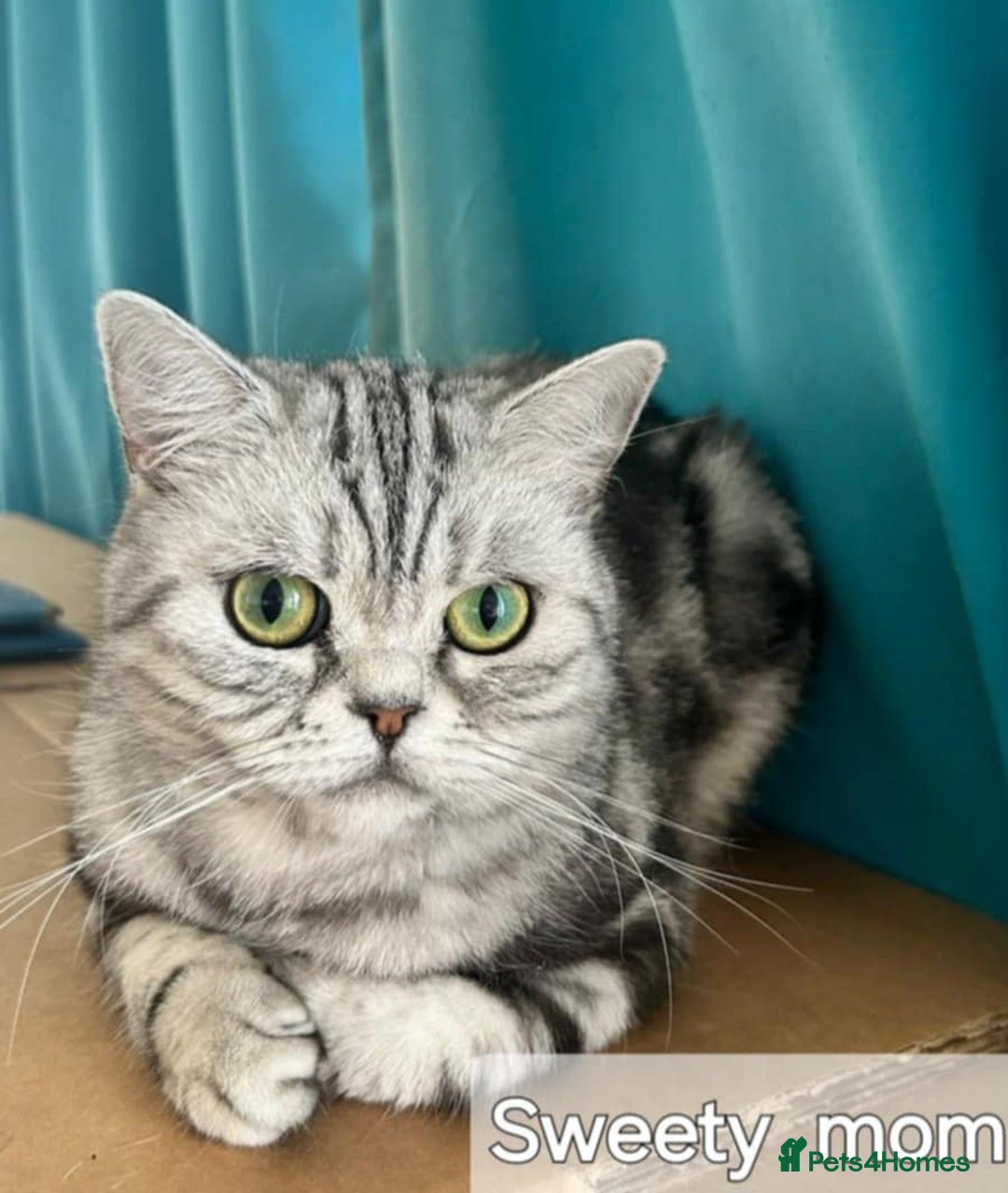 British Shorthair cats for sale: Bsh.  Silver Classic Tabby.Active.  - Advert 6