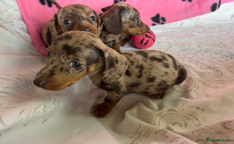 Dachshund dogs - Advert 2