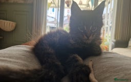 Maine Coon cats for sale: Male mainecoon  - Image 1