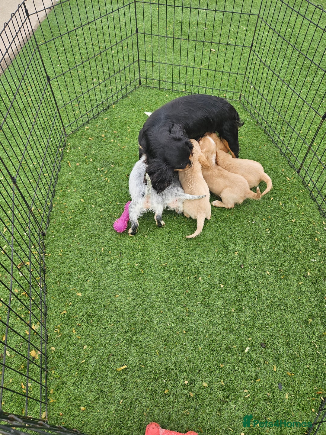 Cocker Spaniel dogs for sale: Well bred, rare coloured, working cocker spaniels - Image 14