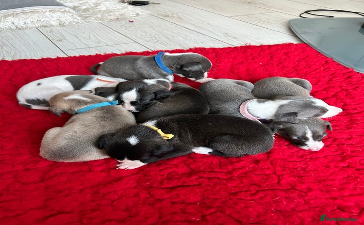 Whippet dogs - Advert 13