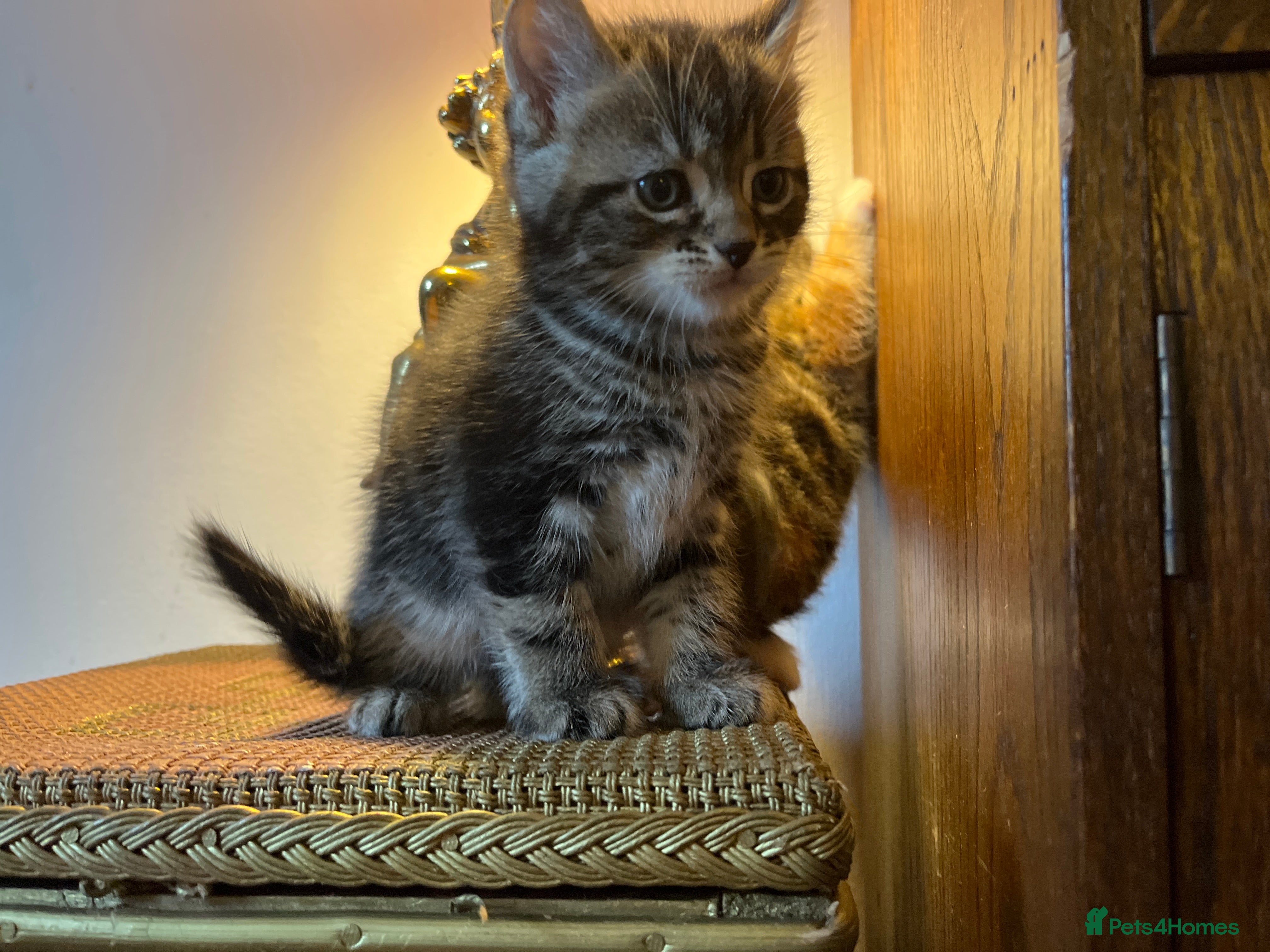 Mixed Breed cats for sale: Beautiful tabby kittens - Advert 2