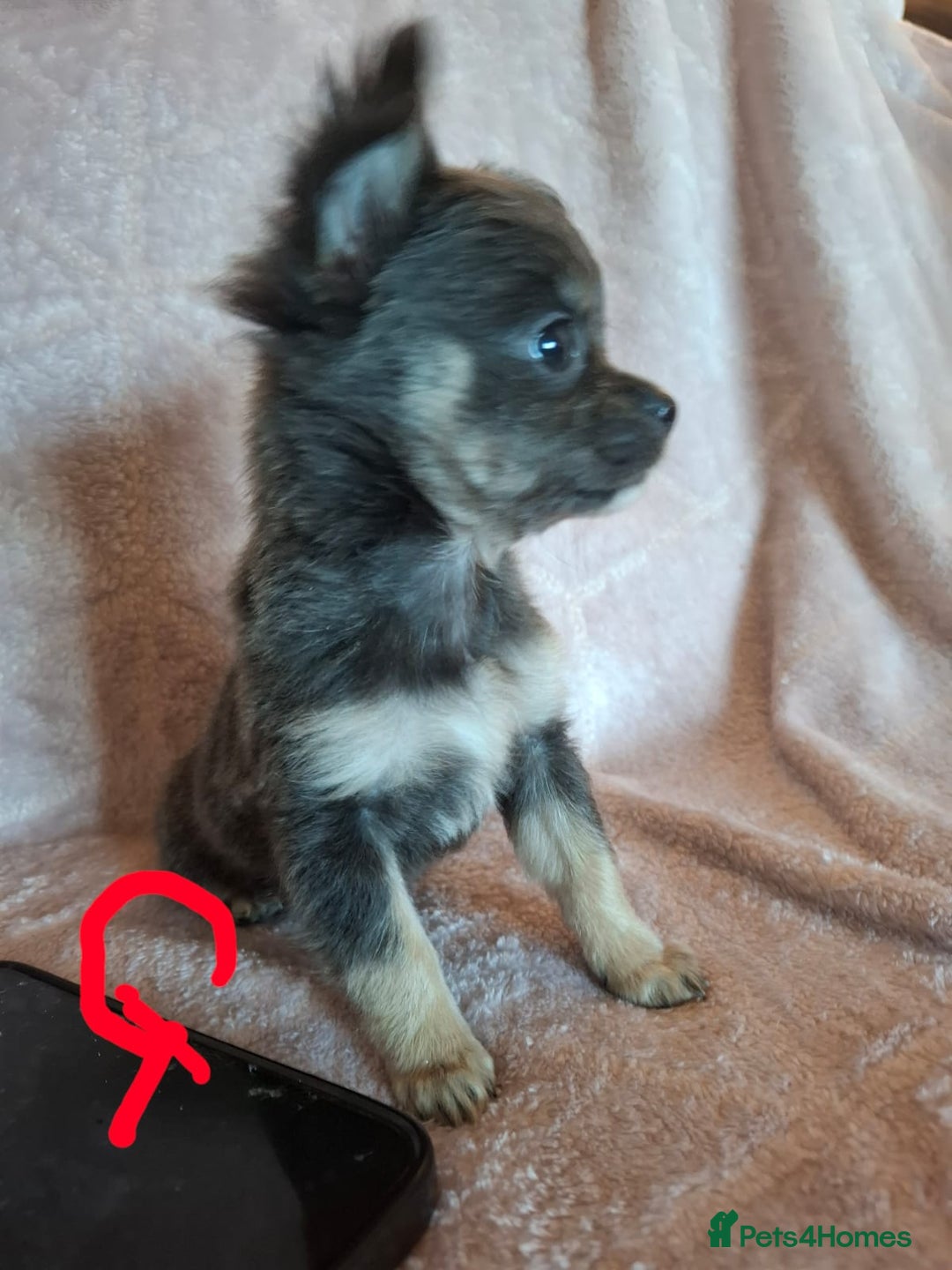 Chihuahua dogs for sale: 3 Tiny Chihuahua Pups Ready to leave  - Advert 7