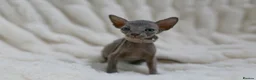 Sphynx cats for sale: Lovely Sphynx Kittens available - Advert 4