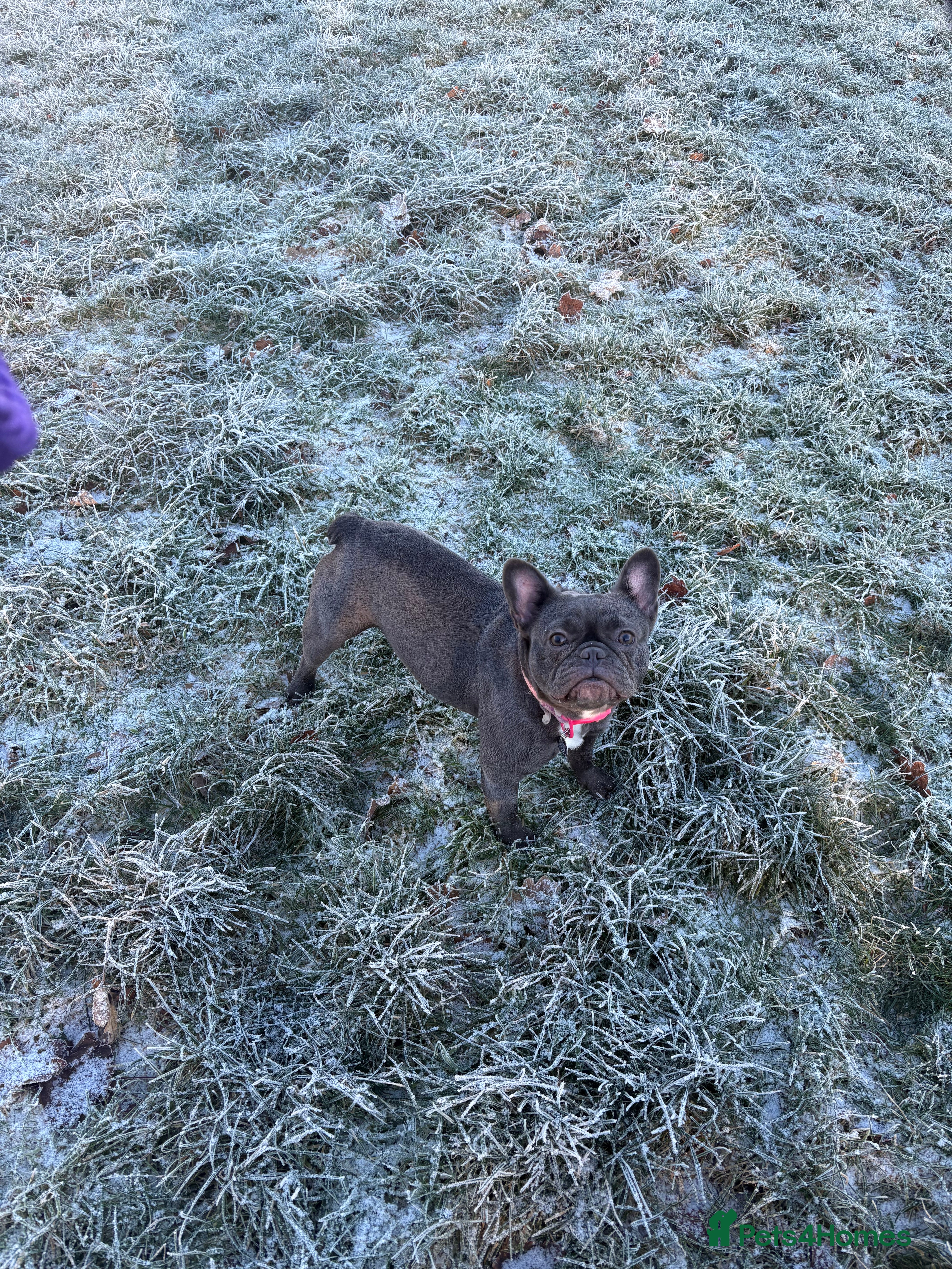 French Bulldog dogs French bulldog girl  - Advert 2