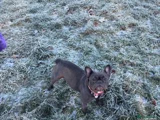 French Bulldog dogs French bulldog girl - Advert 9