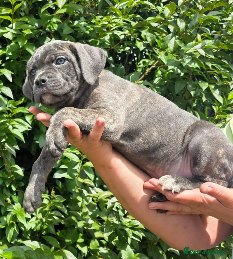 Cane Corso dogs Now ready to leave!🥰 - Advert 1