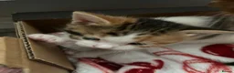 Mixed Breed cats for sale: 3 Adorable Kittens - Advert 13