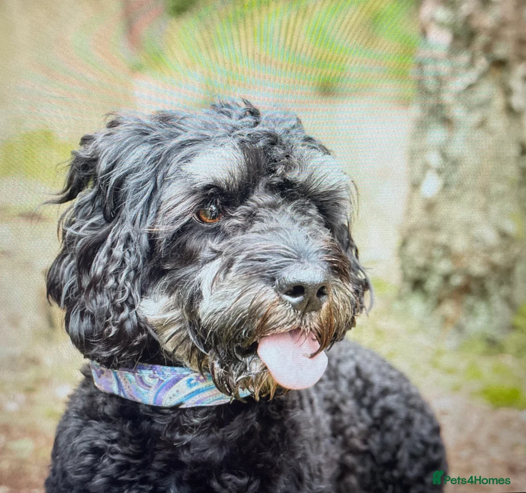 Cockapoo dogs for stud: F1 tri coloured phantom cockapoo for stud in Bournemouth - Advert 12