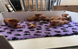 Labrador Retriever dogs for sale: Beautiful Red Fox Labrador Pups – 4 Boys & 4 Girls - Image 3