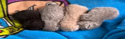 British Shorthair cats for sale: Beautiful Litter - Advert 7