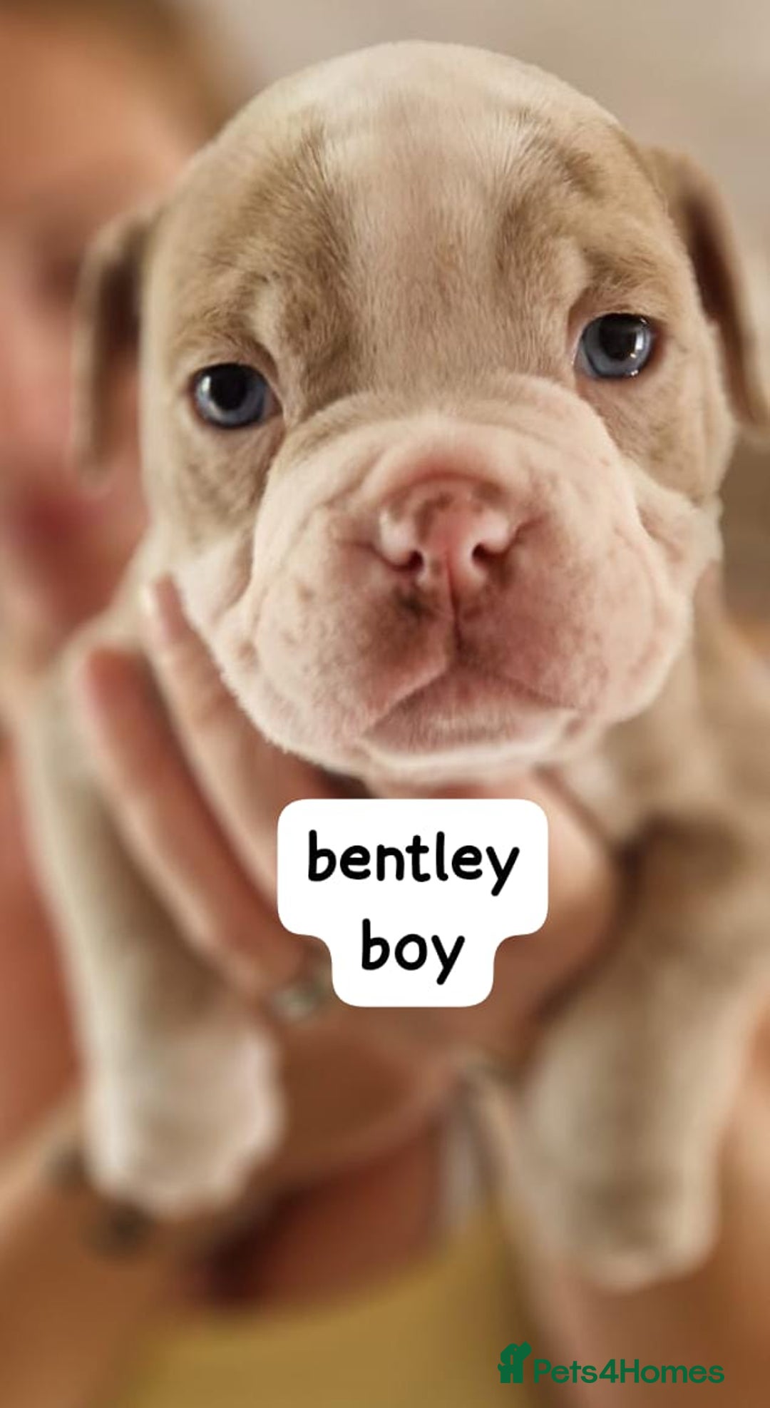English Bulldog dogs for sale: Olde English bulldog puppies  - Image 11