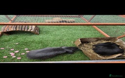 Mini Lop rabbits for sale: Two mini lop rabbits from different litter  - Image 6