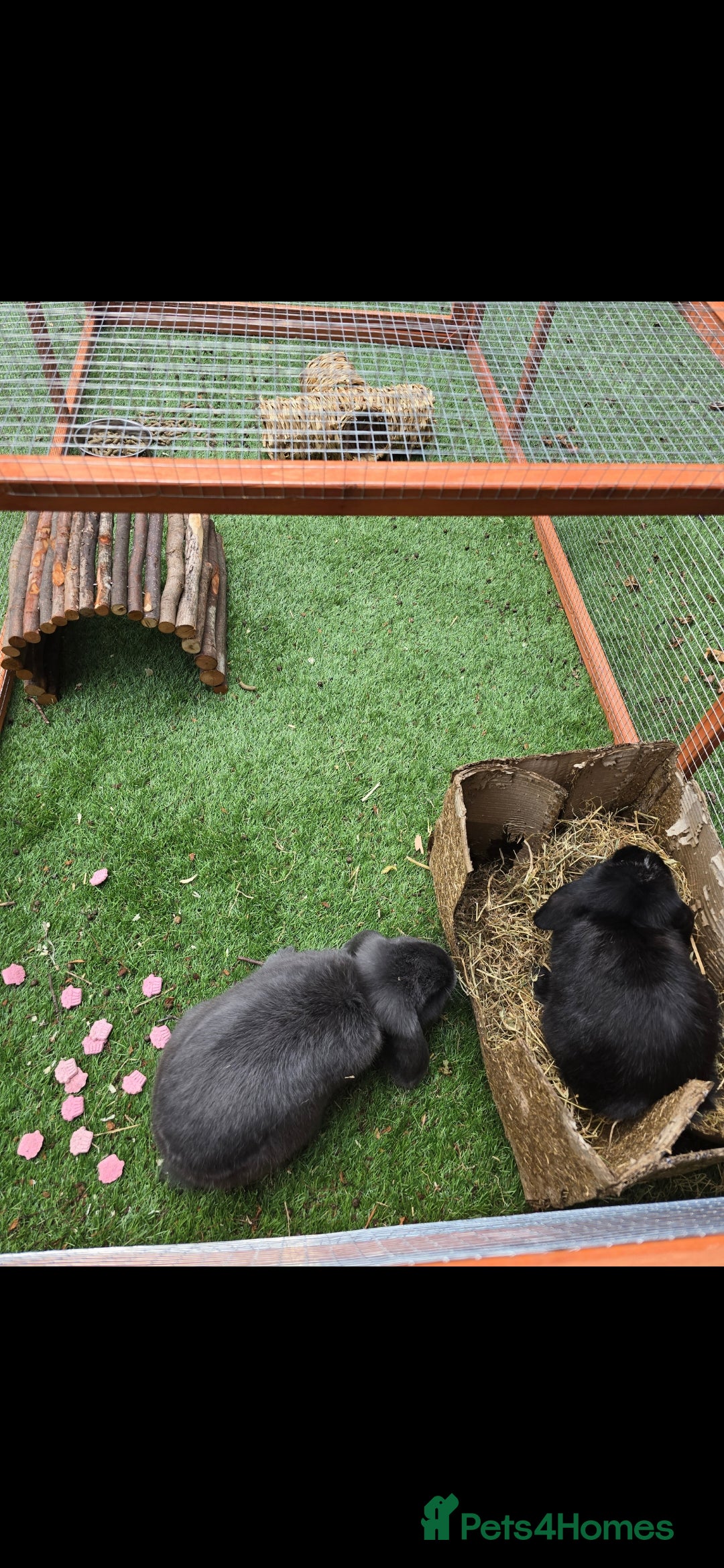 Mini Lop rabbits for sale: Two mini lop rabbits from different litter  - Image 6