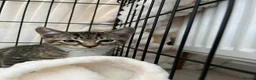 Abyssinian cats for sale: 2/6 LEFT - Abyssinian Bengal Kittens!!! - Advert 3