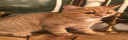 British Shorthair cats for sale: British shorthair kittens  - Advert 17
