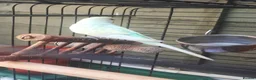 Budgerigars birds for sale: 1 year old female budgie for sale - Advert 2