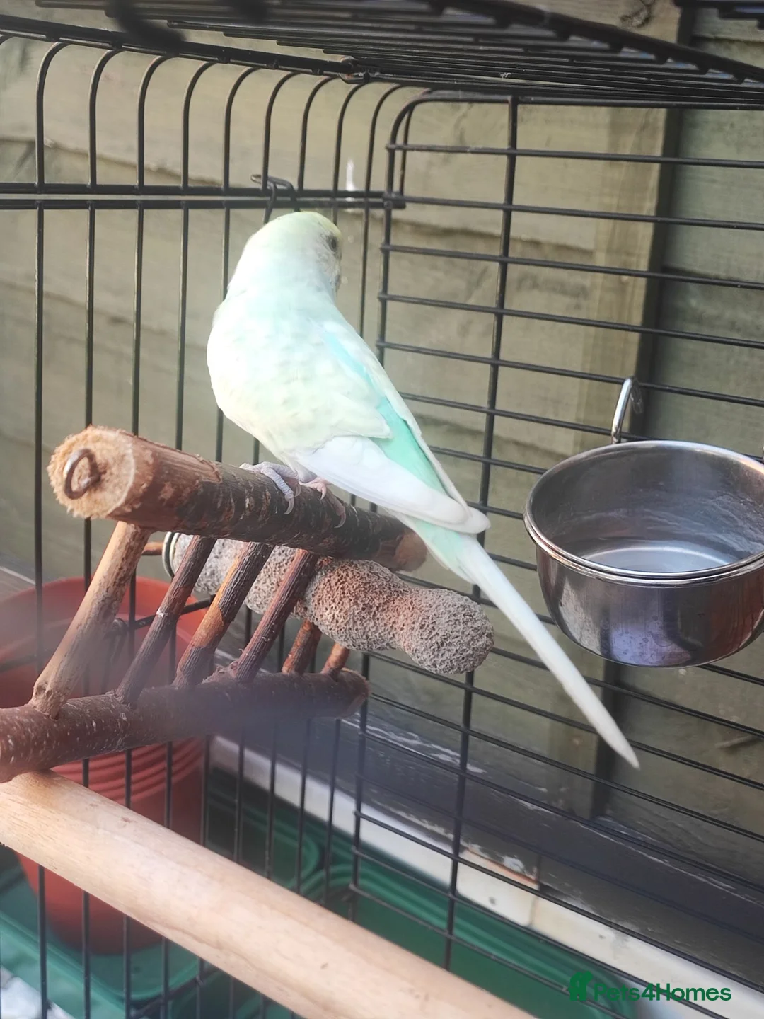 Budgerigars birds for sale: 1 year old female budgie for sale - Advert 2
