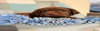 Labrador Retriever 3
