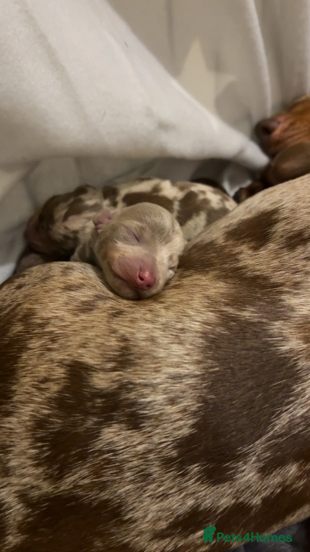 Miniature Dachshund dogs for sale: Miniature Dachshund Pups looking for Loving Homes - Advert 4