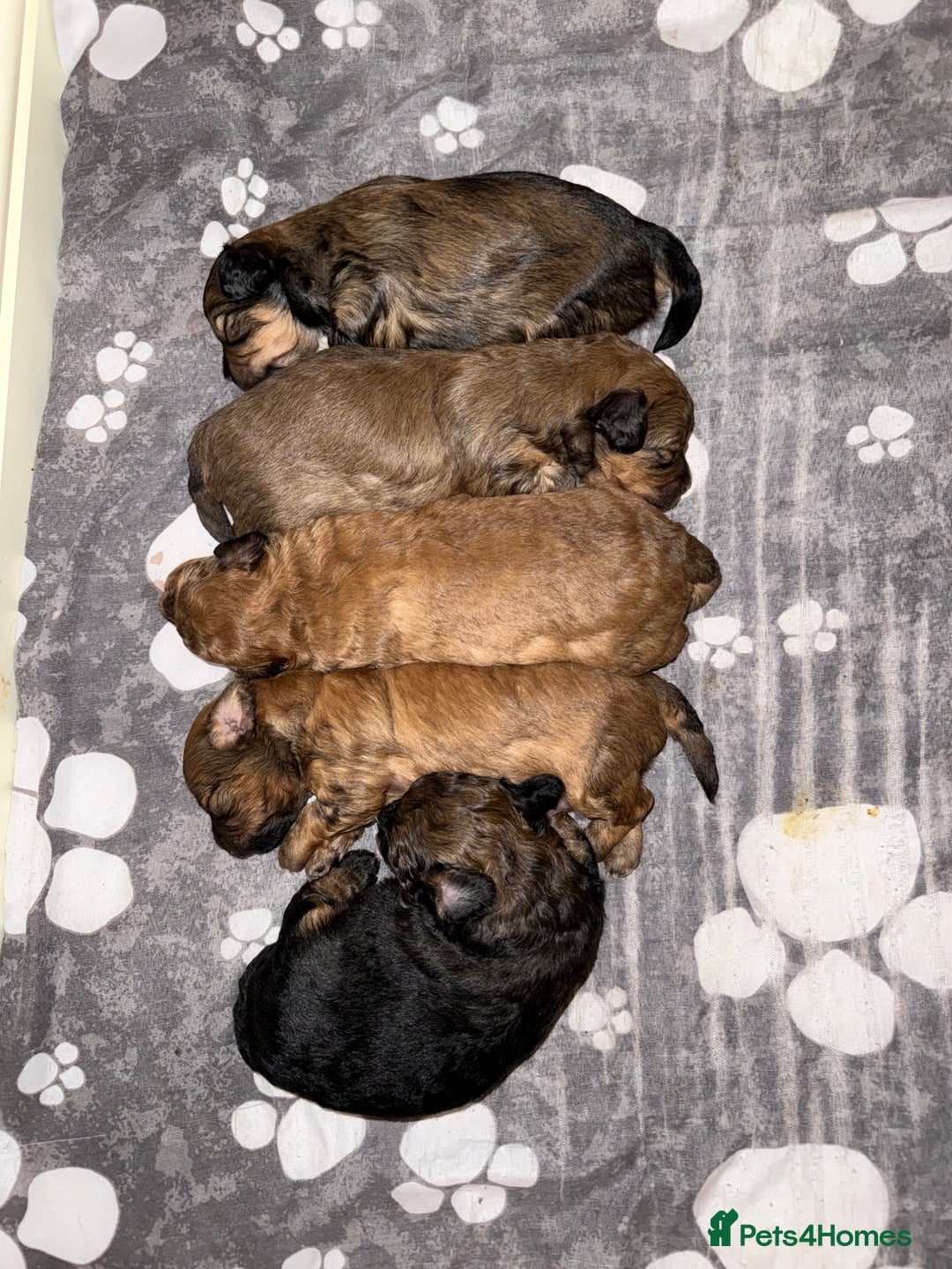 Maltipoo dogs for sale: **Beautiful chocolate/apricot Malitpoo pups**  - Advert 4