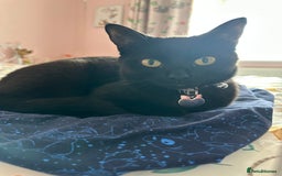 British Shorthair cats for sale: Poppy is looking for a new loving home - Image 3