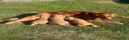 Golden Retriever dogs for sale: 2 Golden retriever bitch puppies available  - Advert 7