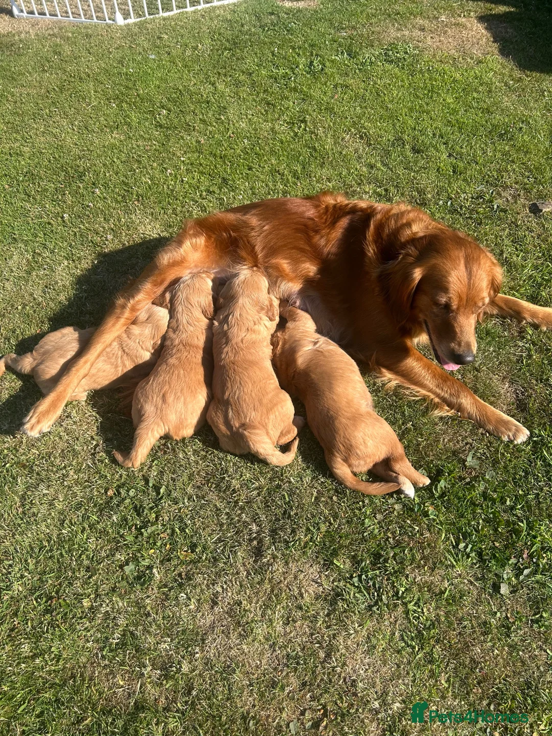 Golden Retriever dogs for sale: 2 Golden retriever bitch puppies available  - Advert 7