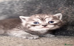 British Shorthair cats for sale: British shorthair kittens - Image 6