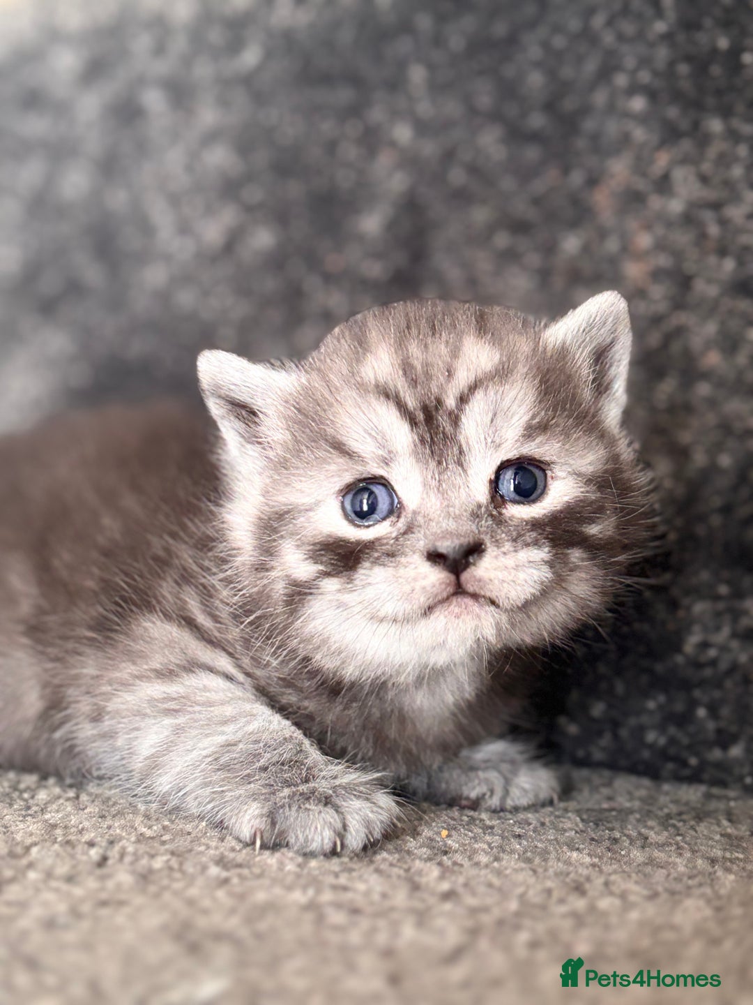 British Shorthair cats for sale: British shorthair kittens - Image 6