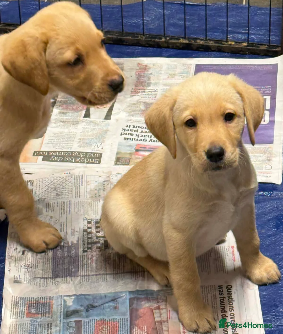 Labrador Retriever dogs for sale: Pure bred labrador puppies - Advert 9