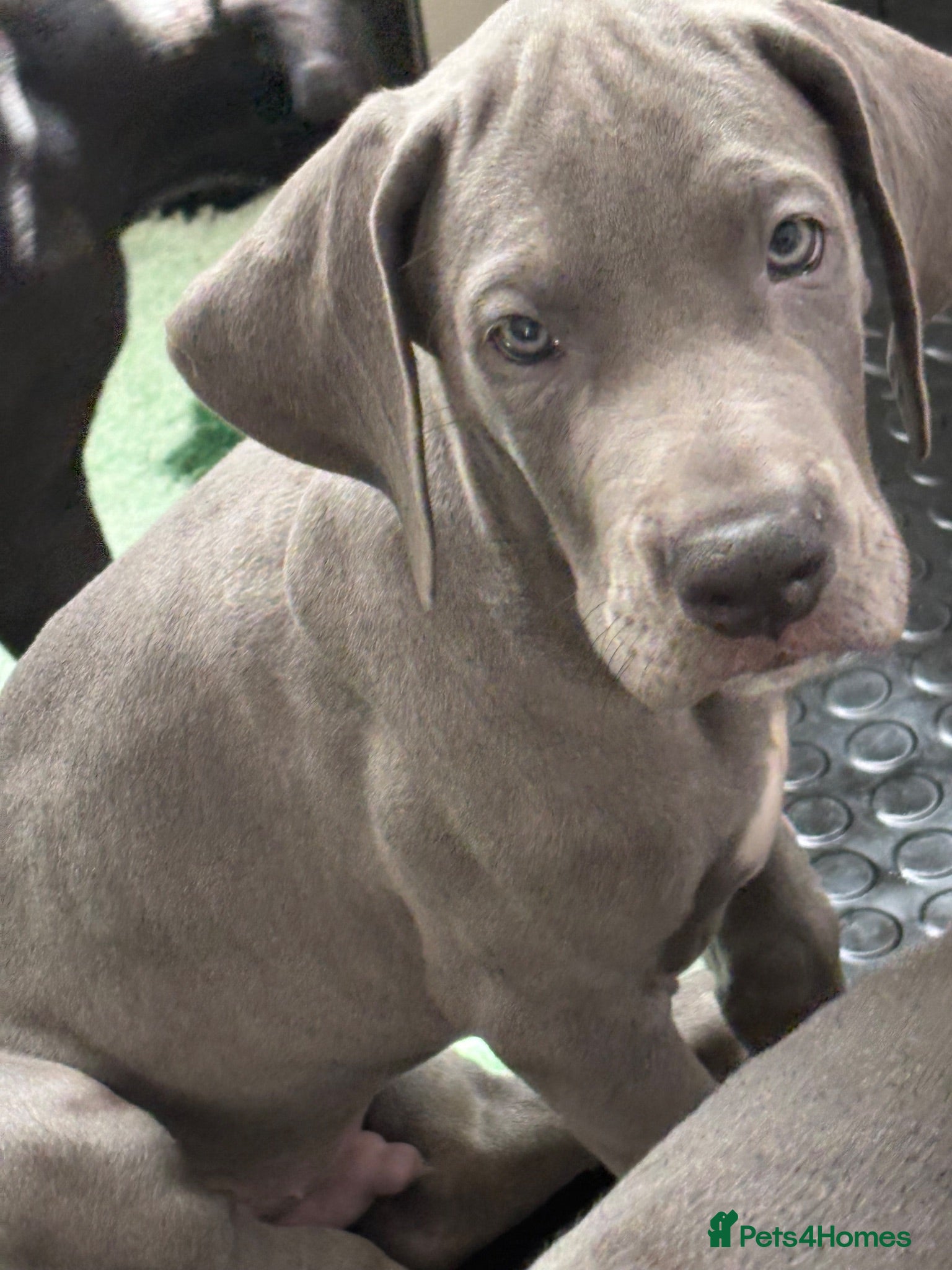 Great Dane dogs High Quality Great Dane Puppies - Advert 1