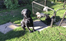 Labrador Retriever dogs for sale: Field Trial Bred Labrador Dog Puppies - Image 4