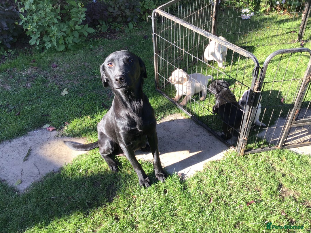 Labrador Retriever dogs for sale: Field Trial Bred Labrador Dog Puppies - Image 4