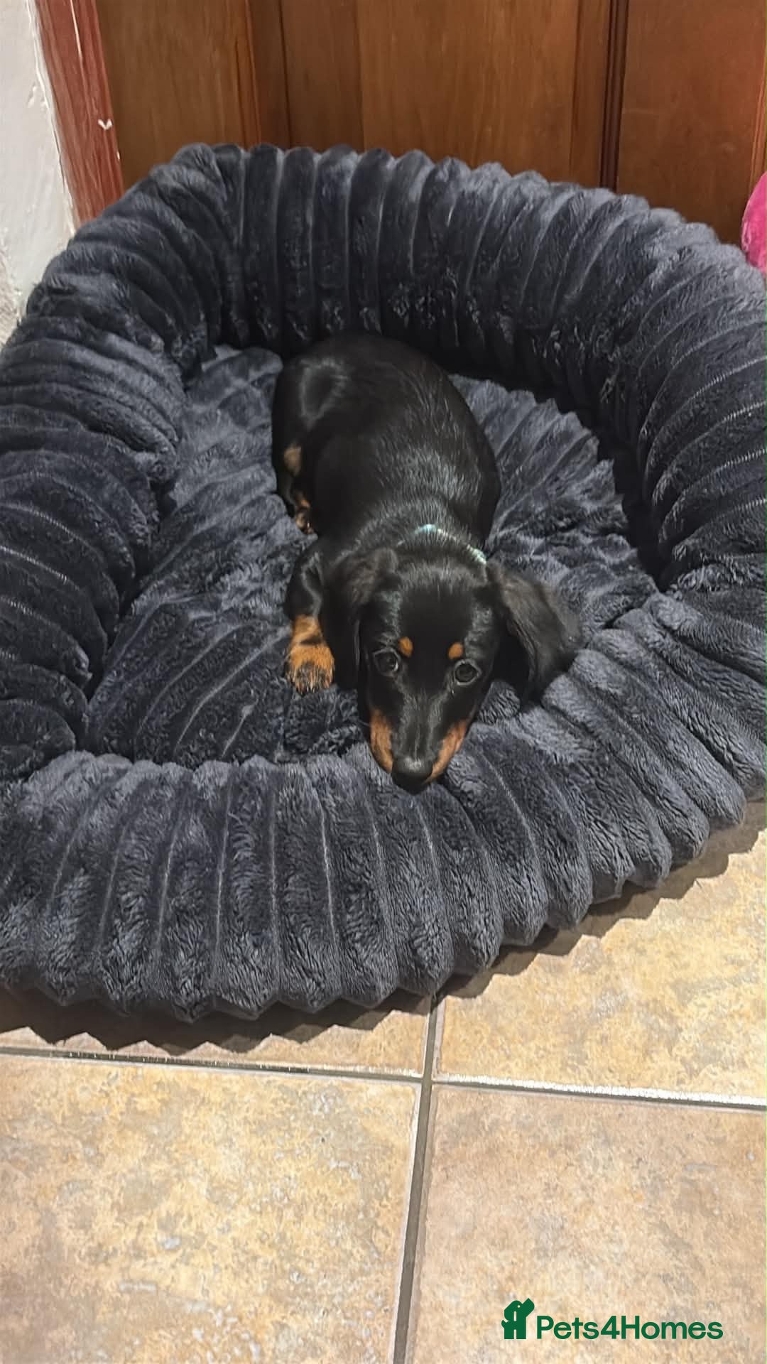 Miniature Dachshund dogs Male miniature dash hound  - Advert 1