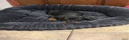 Miniature Dachshund dogs for sale: Male miniature dash hound  - Advert 1