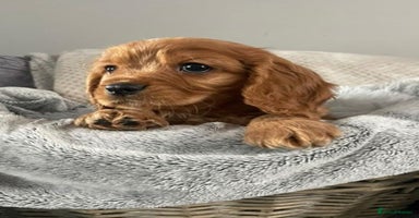 Mixed Breed dogs - Advert 6