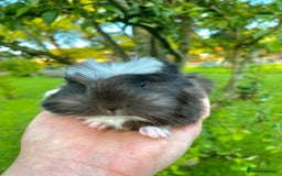 Guinea Pig rodents for sale: Long haired Guinea Pigs For Sale - Image 17