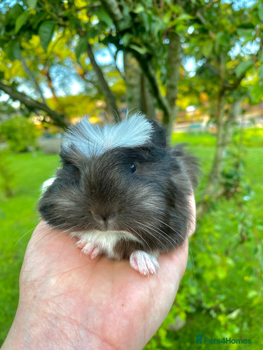 Guinea Pig rodents for sale: Long haired Guinea Pigs For Sale - Image 17