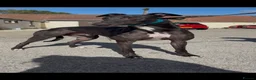 Greyhound dogs for sale: fionn - Advert 2