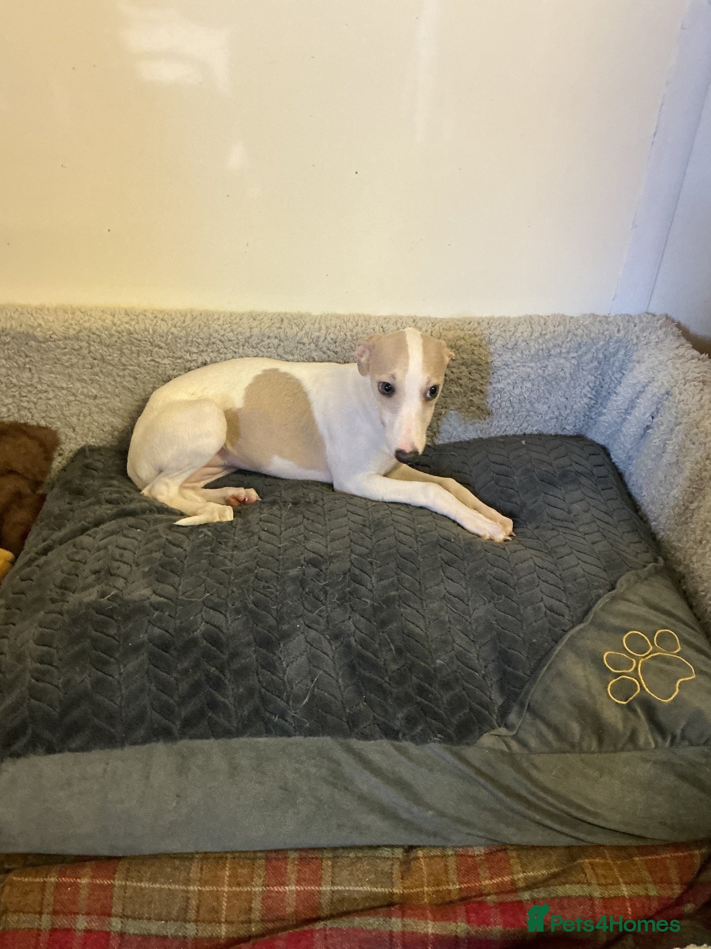 Whippet dogs Whippet - Advert 16