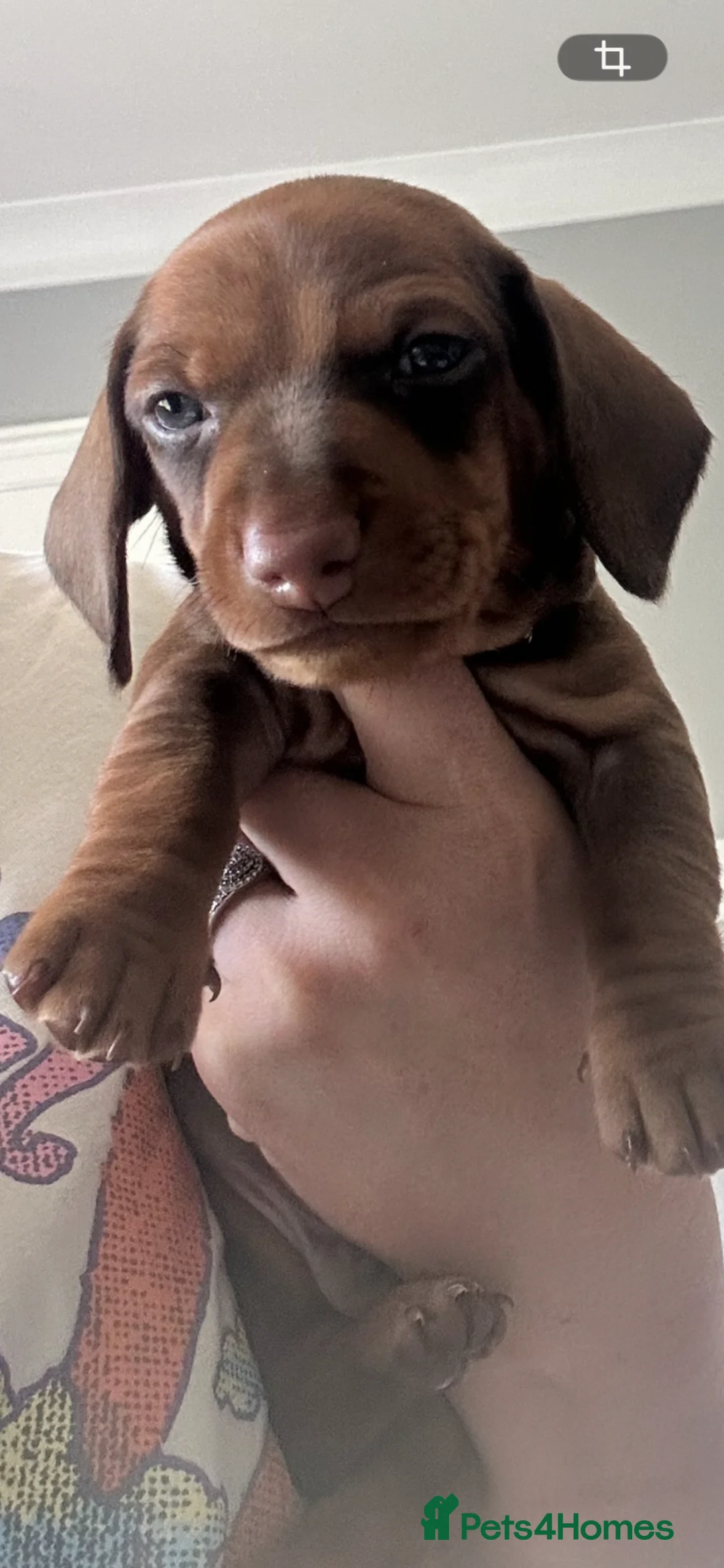 Dachshund dogs for sale: Gorgeous standard dashchund puppies for sal - Advert 5