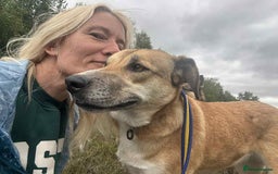 Mixed Breed dogs for adoption: Sara - Norwich Norfolk  - Image 5